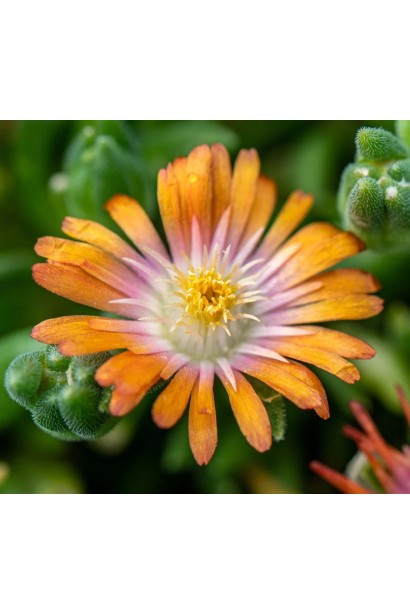 Делосперма Джевел оф Десерт Топаз квітка